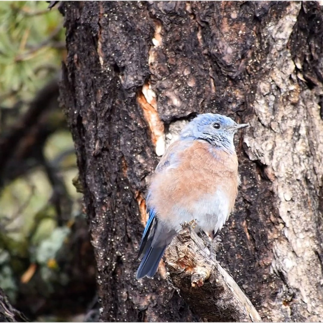 Western bluebird