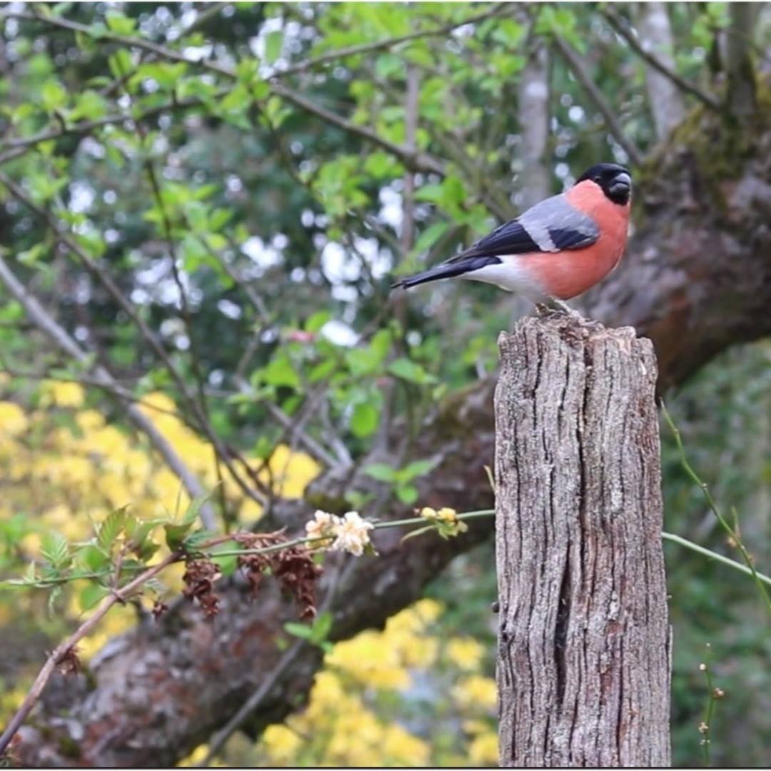Bullfinch