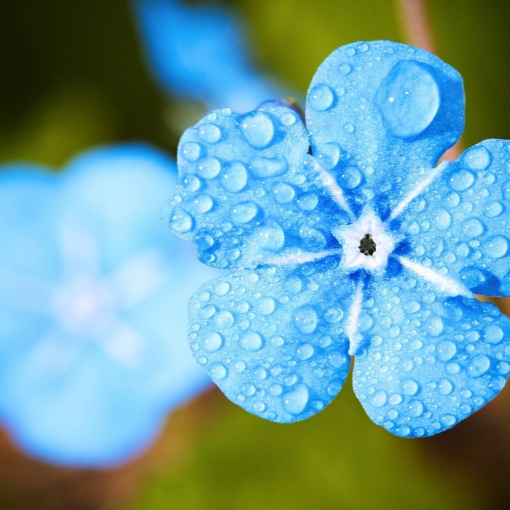 blue flower
