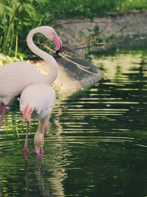 Flamingo, Flamingos, Birds